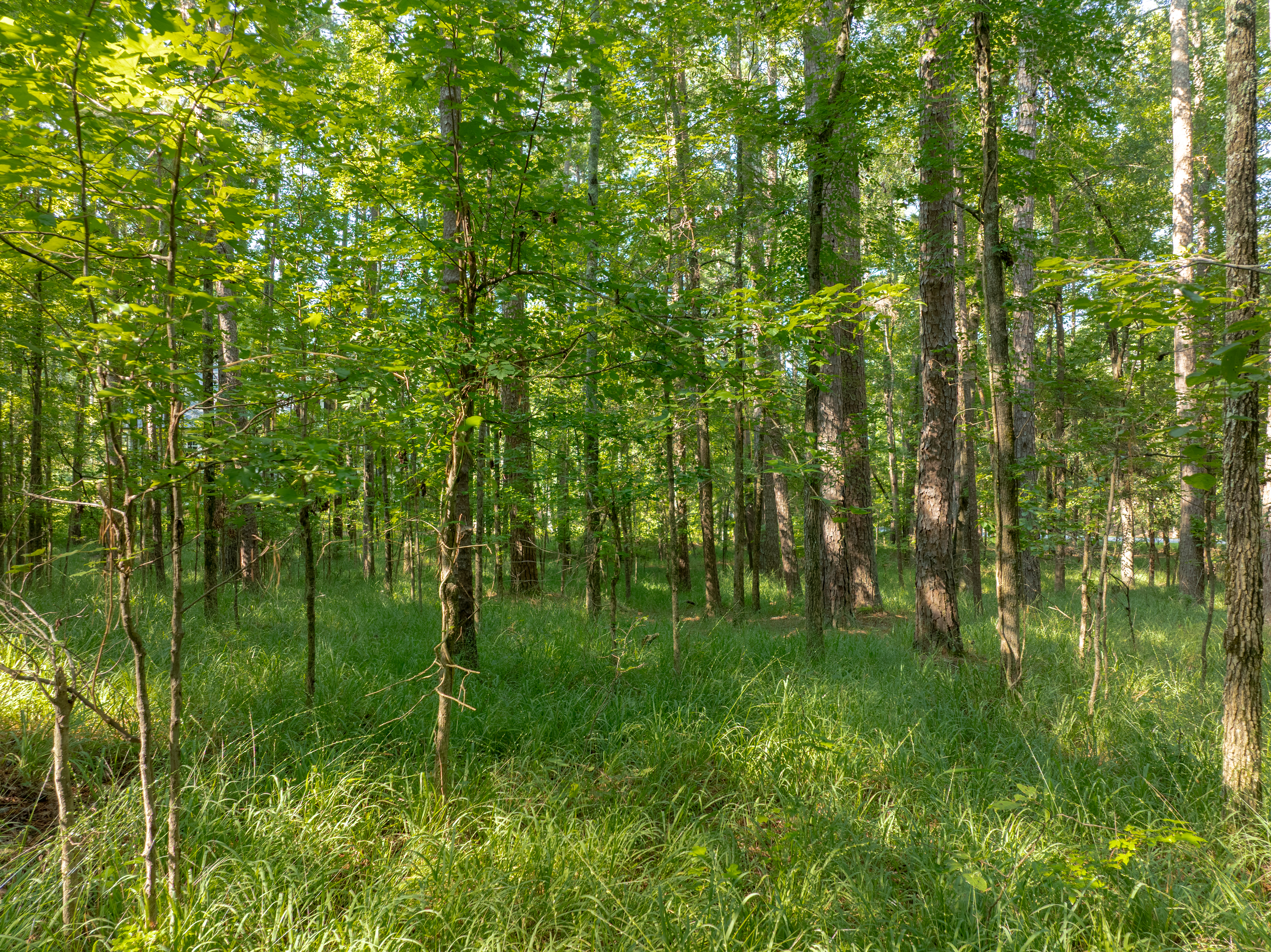 1010 Wrayswood Circle image 9